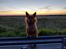 Australsk terrier Eddie 
