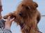 Australsk terrier Eddie 