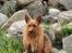 Australsk terrier Eddie 