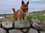 Australsk terrier Eddie 