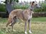 Whippet Falcon (Tanalorn Mr. Quade)
