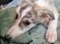 Silken Windhound Ulla 