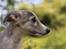 Silken Windhound Ulla 