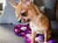 Chihuahua CH. Hello World Pipsqueak "Pixi"
