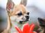 Chihuahua CH. Hello World Pipsqueak "Pixi"