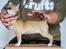 Chihuahua CH. Hello World Pipsqueak "Pixi"