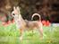 Chihuahua CH. Hello World Pipsqueak "Pixi"