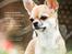 Chihuahua CH. Hello World Pipsqueak "Pixi"