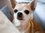 Chihuahua CH. Carpathien Dreem Samira Peppy "Pippi"