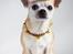 Chihuahua CH. Carpathien Dreem Samira Peppy "Pippi"