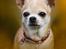 Chihuahua CH. Carpathien Dreem Samira Peppy "Pippi"