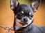 Chihuahua CH. Hello World Clicker Trained Raptor