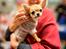 Chihuahua CH. Hello World Pipsqueak "Pixi"