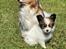 Papillon Aslan