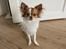 Chihuahua Cody - Min lille cody'fis er blevet 1 år💚