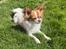 Chihuahua Cody - Der er ingen som dig min'skat, tak fordi jeg måtte vælge dig💚
