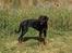 Dobermann Penny von Engelhardt - Penny 9 mdr
