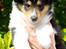 Collie langhåret Ebony Moor´s Graceful Gaia