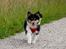 Collie langhåret Ebony Moor´s Graceful Gaia