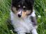 Collie langhåret Ebony Moor´s Graceful Gaia