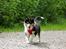 Collie langhåret Ebony Moor´s Graceful Gaia