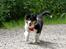 Collie langhåret Ebony Moor´s Graceful Gaia