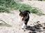 Collie langhåret Ebony Moor´s Graceful Gaia