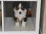 Miniature American Shepherd JohnJohn (Wunderbaums Woogie Boogie)