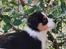 Miniature American Shepherd JohnJohn (Wunderbaums Woogie Boogie)