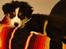 Miniature American Shepherd JohnJohn (Wunderbaums Woogie Boogie)