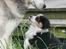 Miniature American Shepherd JohnJohn (Wunderbaums Woogie Boogie)