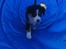 Miniature American Shepherd JohnJohn (Wunderbaums Woogie Boogie)