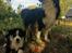 Miniature American Shepherd JohnJohn (Wunderbaums Woogie Boogie)