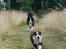 Miniature American Shepherd JohnJohn (Wunderbaums Woogie Boogie)