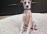 Silken Windhound Ulla 