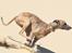 Whippet Falcon (Tanalorn Mr. Quade)
