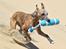 Whippet Falcon (Tanalorn Mr. Quade)