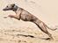 Whippet Falcon (Tanalorn Mr. Quade)