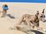 Whippet Falcon (Tanalorn Mr. Quade)