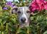 Whippet Falcon (Tanalorn Mr. Quade)