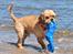 Amerikansk cocker spaniel Viggo Pedersen 