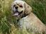 Amerikansk cocker spaniel Viggo Pedersen 