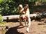 Golden retriever Cosmo