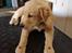 Golden retriever Cosmo