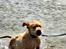 Golden retriever Cosmo