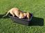 Golden retriever Cosmo