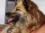 Islandsk fårehund SIGLA (R.I.P - 2022) - Det sidste billede - taget dagen før vores afsked. 14 år og 3 uger.