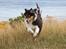 Collie langhåret Ebony Moor´s Graceful Gaia - Gaia 16 uger