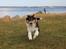 Collie langhåret Ebony Moor´s Graceful Gaia - Gaia 16 uger