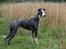 Whippet Selma - aug 2022, 9 måneder gammel